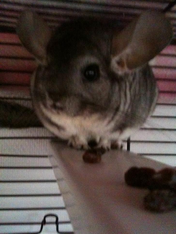 Chinchilla Belis|Solgt| billede 1