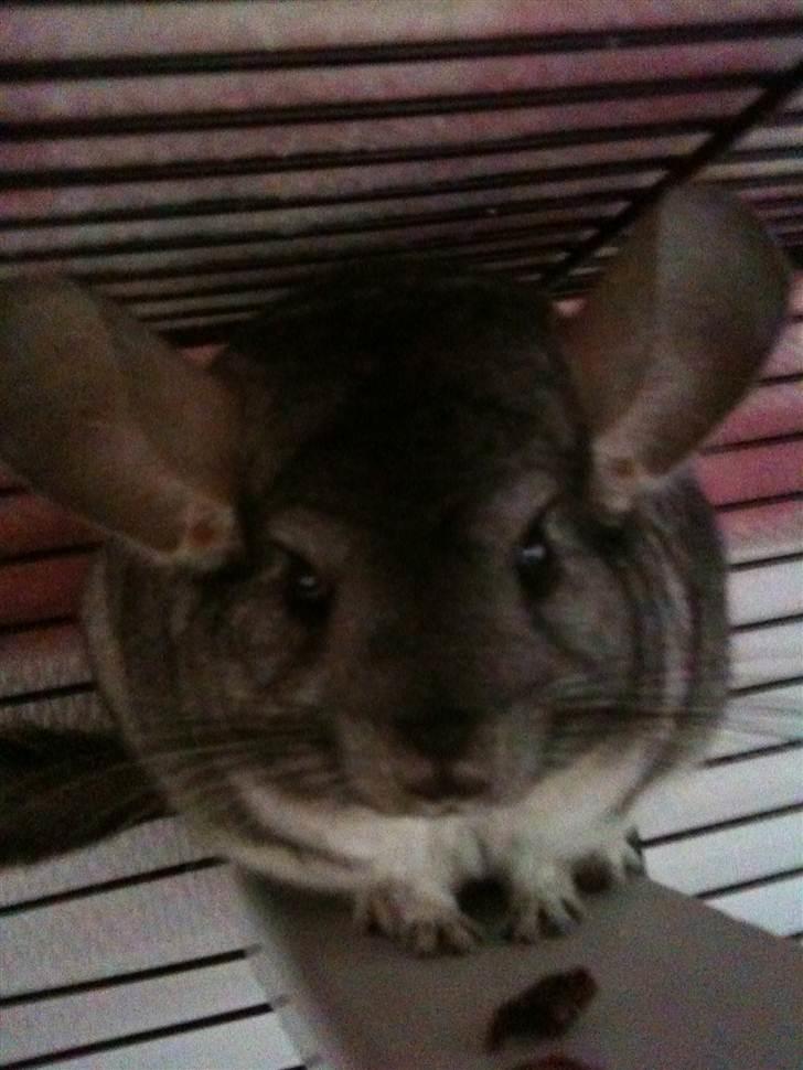 Chinchilla Belis|Solgt| billede 2
