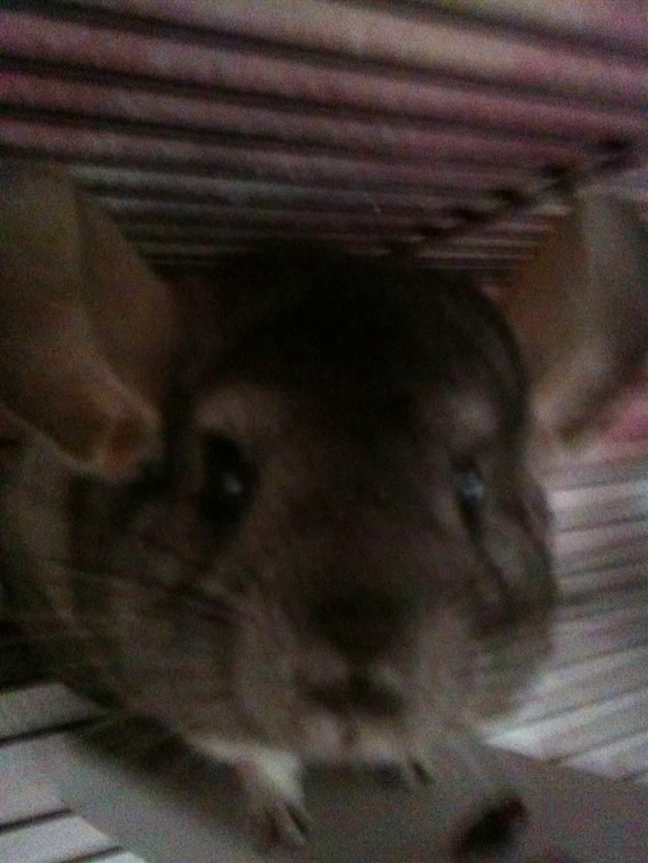 Chinchilla Belis|Solgt| billede 3