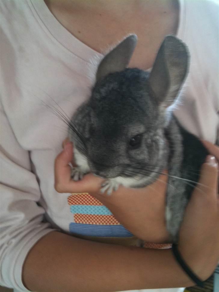 Chinchilla Belis|Solgt| billede 4