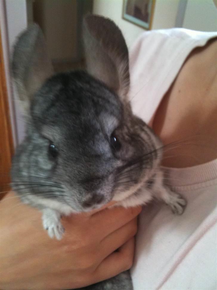 Chinchilla Belis|Solgt| billede 5