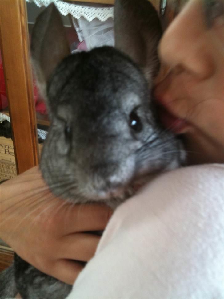 Chinchilla Belis|Solgt| billede 6