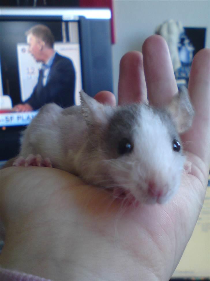 Tamrotte Boris - Boris 5 uger billede 6