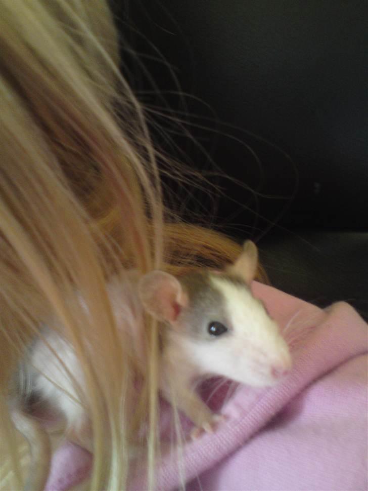 Tamrotte Boris - Boris 5 uger billede 8