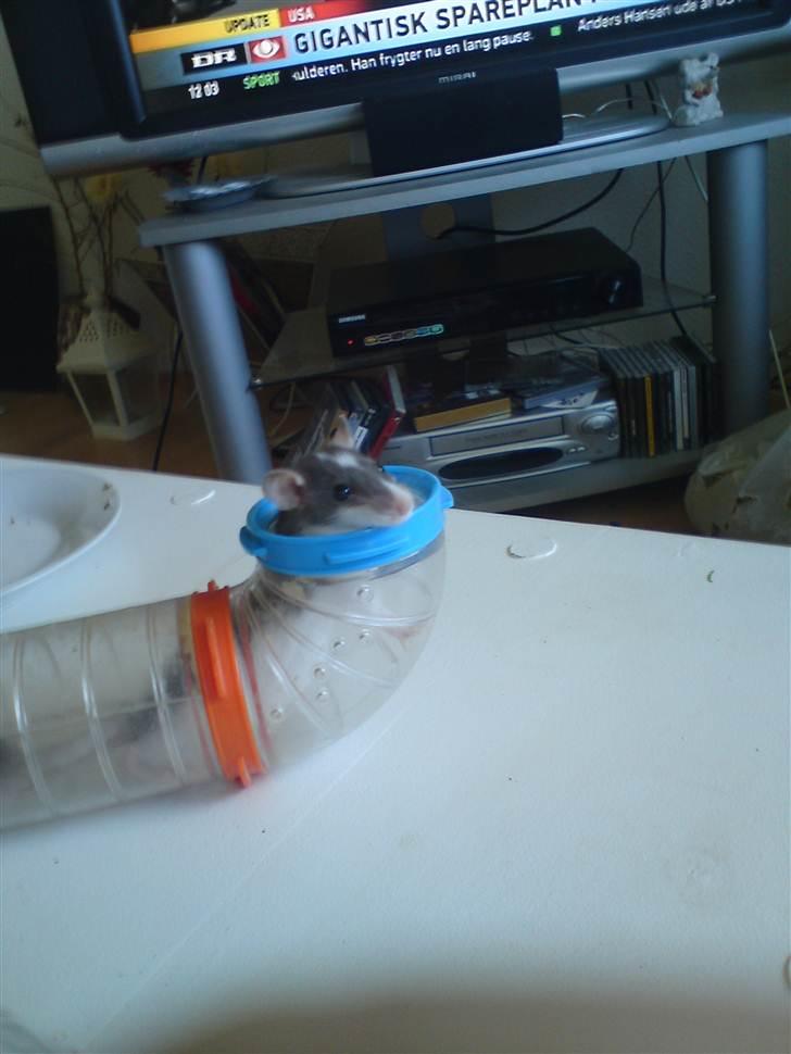 Tamrotte Benny - Benny 5 uger billede 7