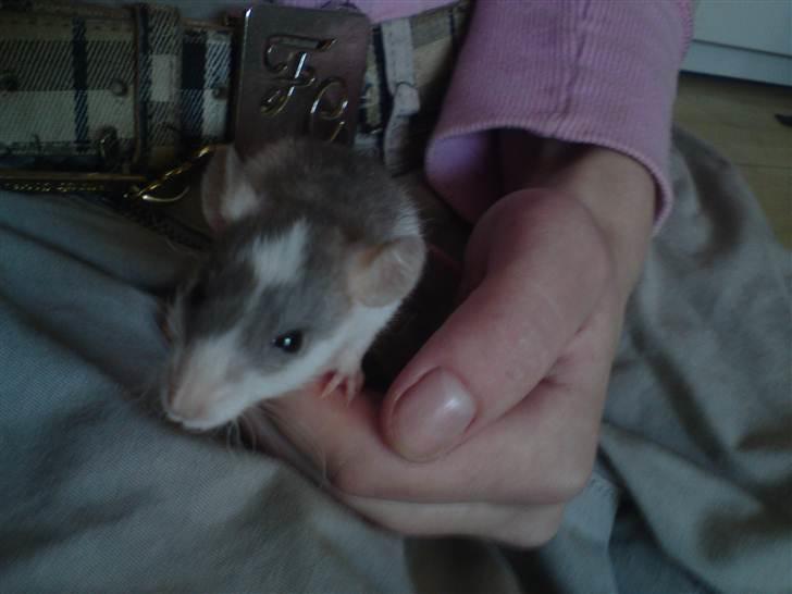 Tamrotte Benny - Benny 5 uger billede 8