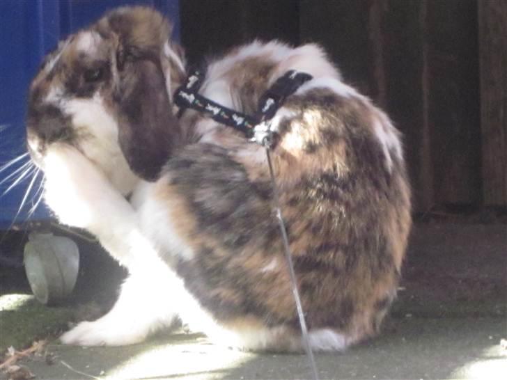 Kanin Gustav - Så slikker vi tær xD billede 11