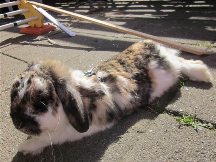 Kanin Gustav billede 12