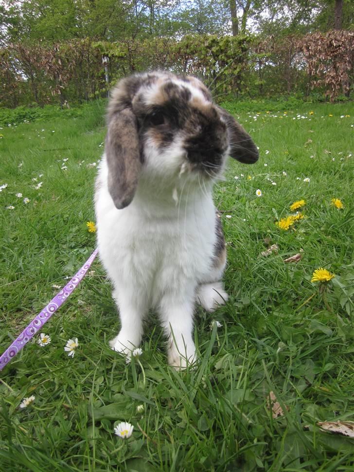 Kanin Gustav billede 13