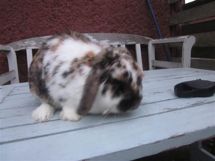 Kanin Gustav billede 14