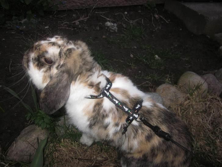 Kanin Gustav billede 15