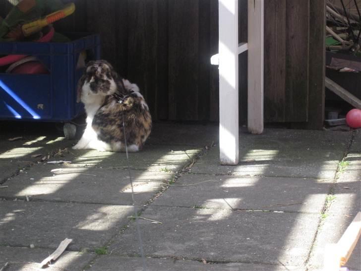 Kanin Gustav billede 16