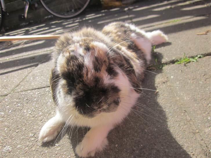 Kanin Gustav billede 18