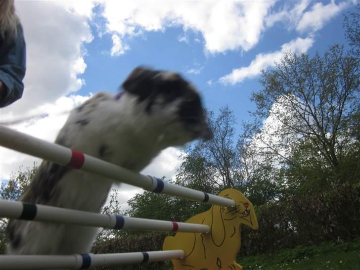 Kanin Gustav billede 19