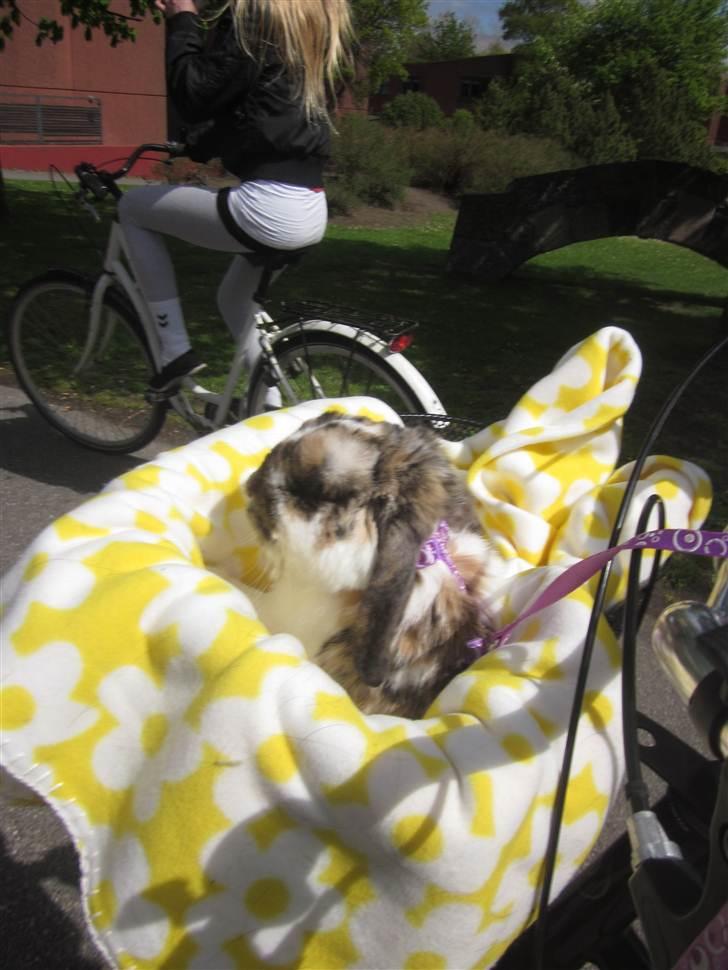 Kanin Gustav billede 20