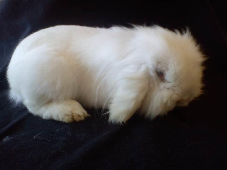 Kanin Stjärnornas Riffo - Velkommen til smukke Riffo´s profil :) billede 1