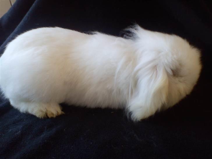 Kanin Stjärnornas Riffo - D. 11. april 2011 billede 3