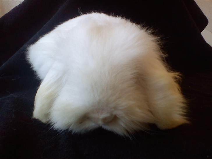 Kanin Stjärnornas Riffo - D. 11. april 2011 billede 4