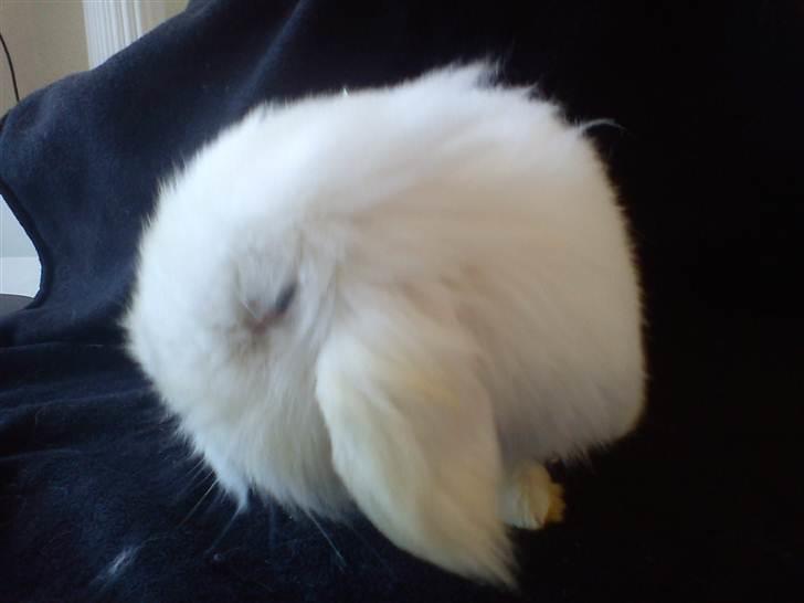 Kanin Stjärnornas Riffo - D. 11. april 2011 billede 5