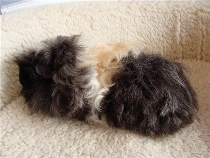 Marsvin Futte billede 1