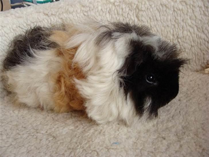 Marsvin Futte billede 2