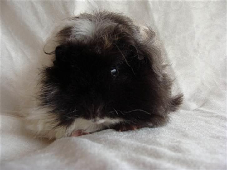 Marsvin Futte billede 3