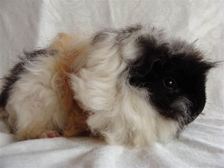 Marsvin Futte billede 4