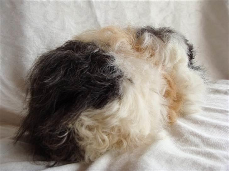 Marsvin Futte billede 5