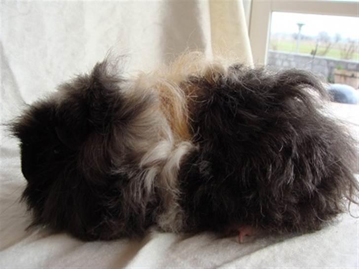 Marsvin Futte billede 6