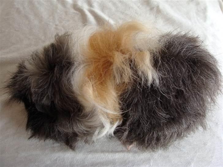 Marsvin Futte billede 7