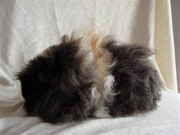 Marsvin Futte billede 8