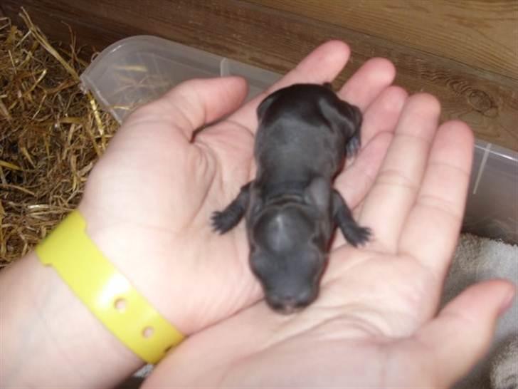 Kanin Little Miss Twister - Twister som lille baby :-) Billede: Anita Rønn billede 2