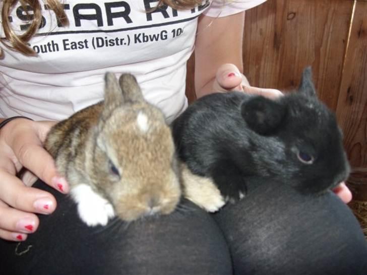 Kanin Little Miss Twister - Baby og sin søster :) Billede: Anita Rønn billede 3