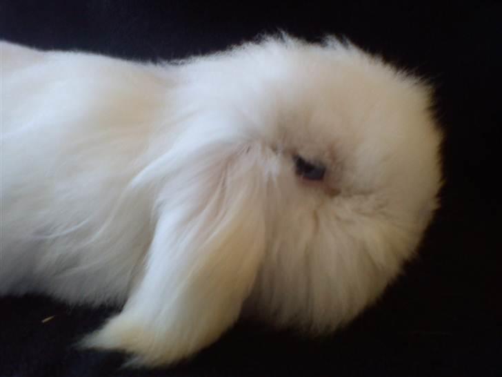 Kanin Stjärnornas Riffo - D. 11. april 2011 billede 6