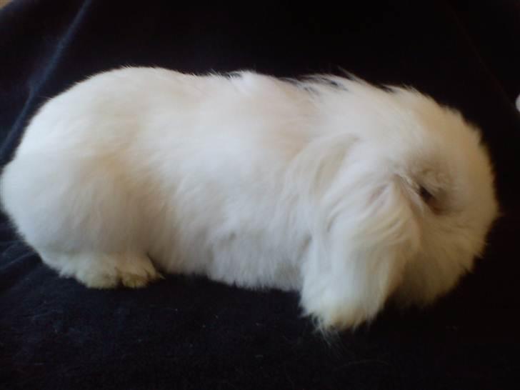 Kanin Stjärnornas Riffo - D. 11. april 2011 billede 7