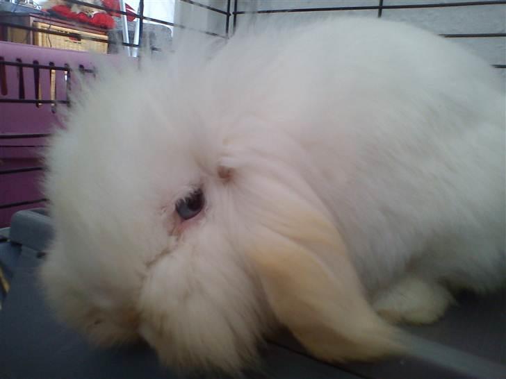 Kanin Stjärnornas Riffo - D. 10. april 2011 billede 8