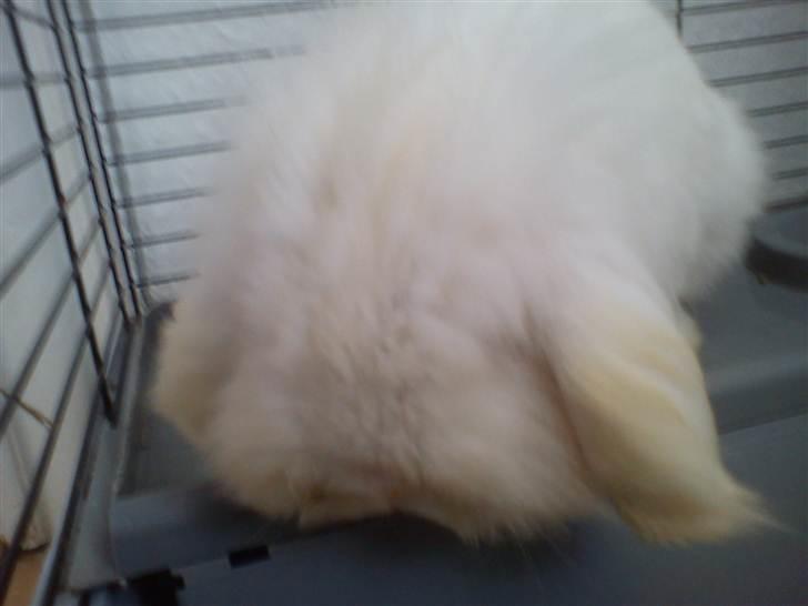 Kanin Stjärnornas Riffo - D. 10. april 2011 billede 9