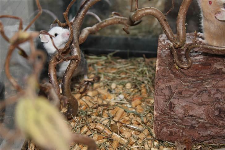 Mus Oda (RIP) billede 8