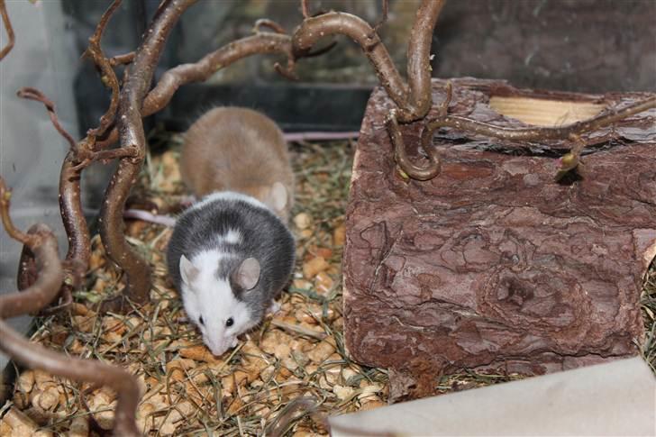 Mus Oda (RIP) billede 9