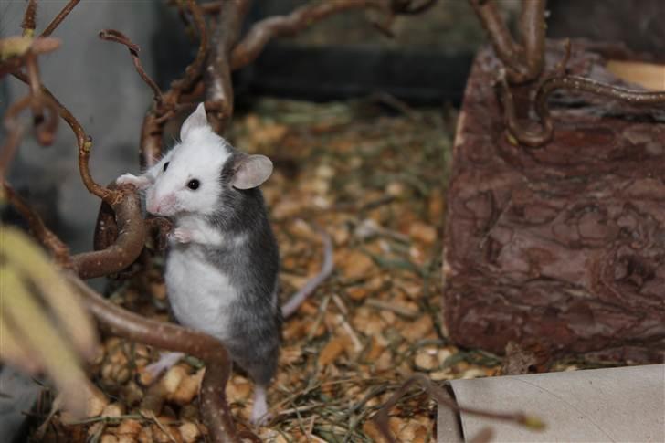 Mus Oda (RIP) billede 10