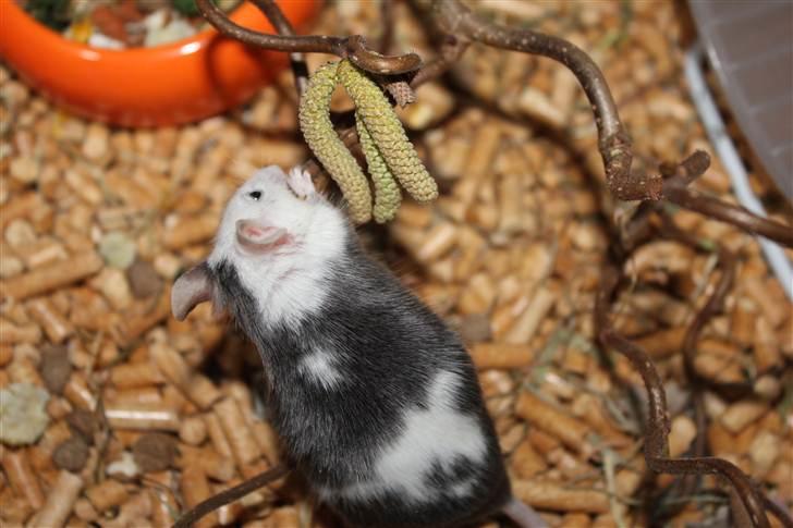 Mus Oda (RIP) billede 11