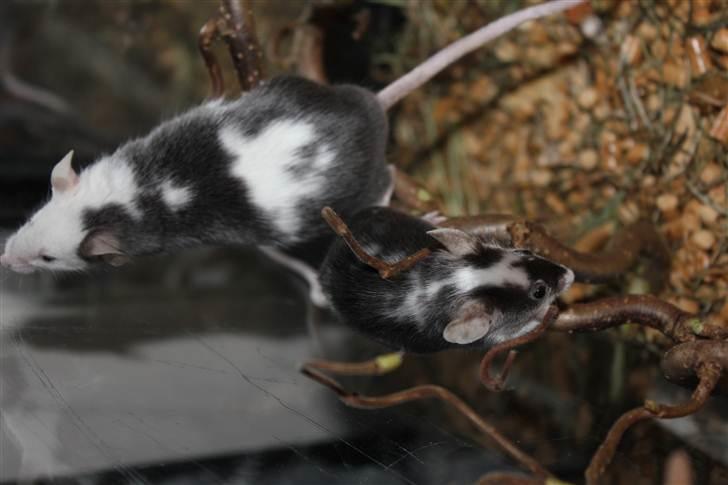 Mus Oda (RIP) - Oda og storesøster Pølse billede 12