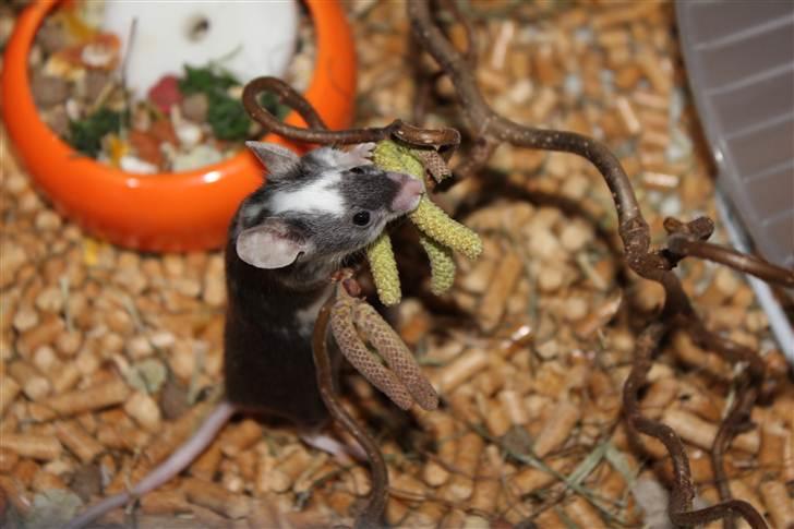 Mus Pølse(Friedrich) (RIP) billede 13