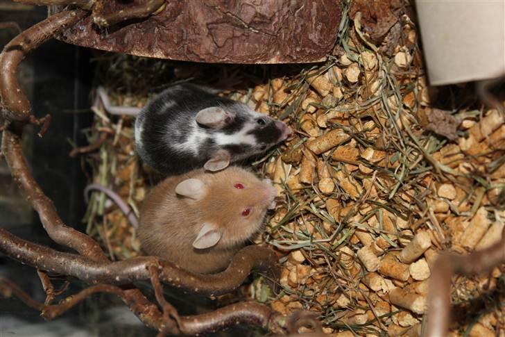 Mus Pølse(Friedrich) (RIP) billede 14