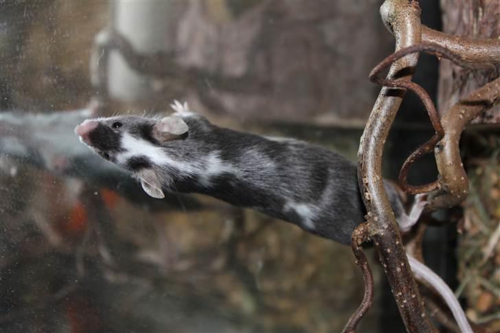 Mus Pølse(Friedrich) (RIP) billede 15