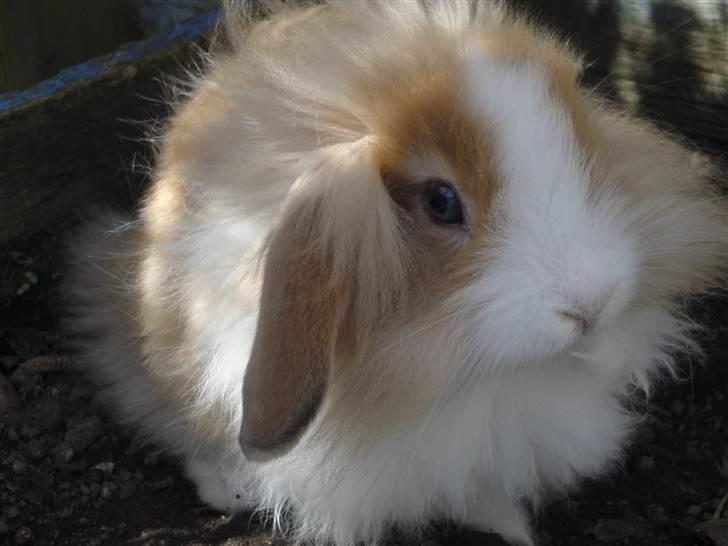 Kanin Shamigo's Cinderella - lige udenfor i det gode vejr :D billede 17