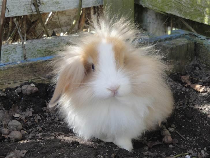 Kanin Shamigo's Cinderella - du er så smuk putterpigen billede 18