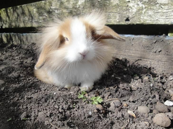 Kanin Shamigo's Cinderella - nuuurh (: billede 19