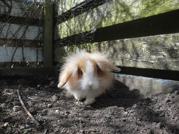 Kanin Shamigo's Cinderella - jeg kommer nu ! :D billede 20