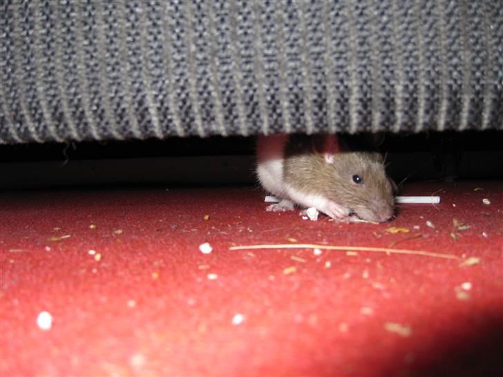 Tamrotte Jesse - Hmmm , rotte på afveje ! ;) billede 16